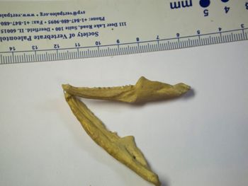 Media type: image;   Herpetology R-4702